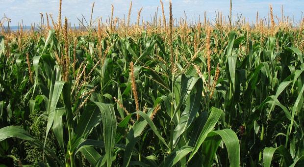 As colheitas de milho e de soja estão em perigo nos Estados Unidos devido à seca extrema 
