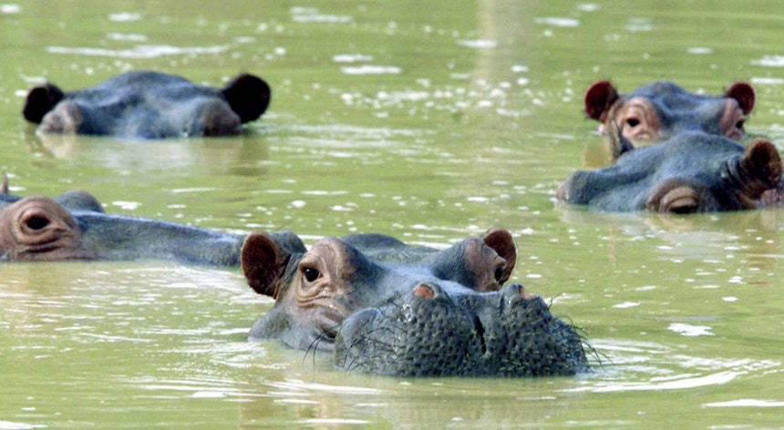 Os hipopótamos de Pablo Escobar
