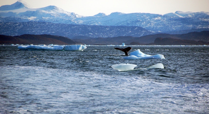 Para as espécies do Ártico, as baleias eram um animal quase desconhecido, o que atualmente já não acontece
