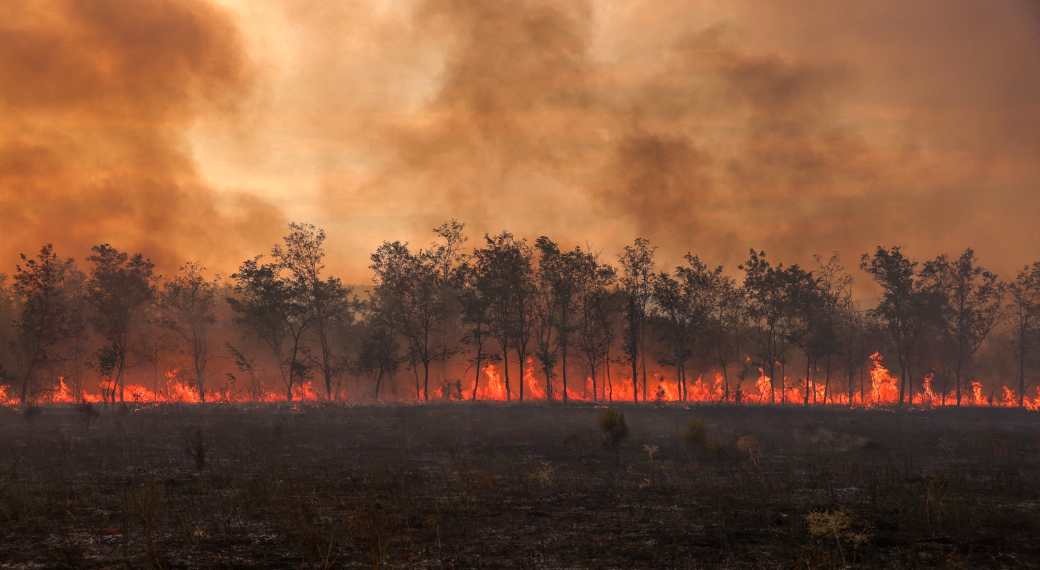  Inc&ecirc;ndio florestal no Parque Nacional Dadia, na regi&atilde;o de Evros, Gr&eacute;cia, 1 de setembro | Alexandros Avramidis - Reuters 