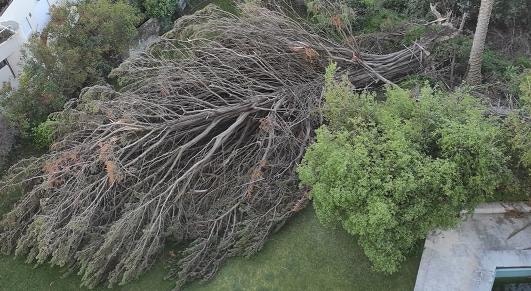 Mata Nacional de Leiria vai vender árvores tombadas em hasta pública