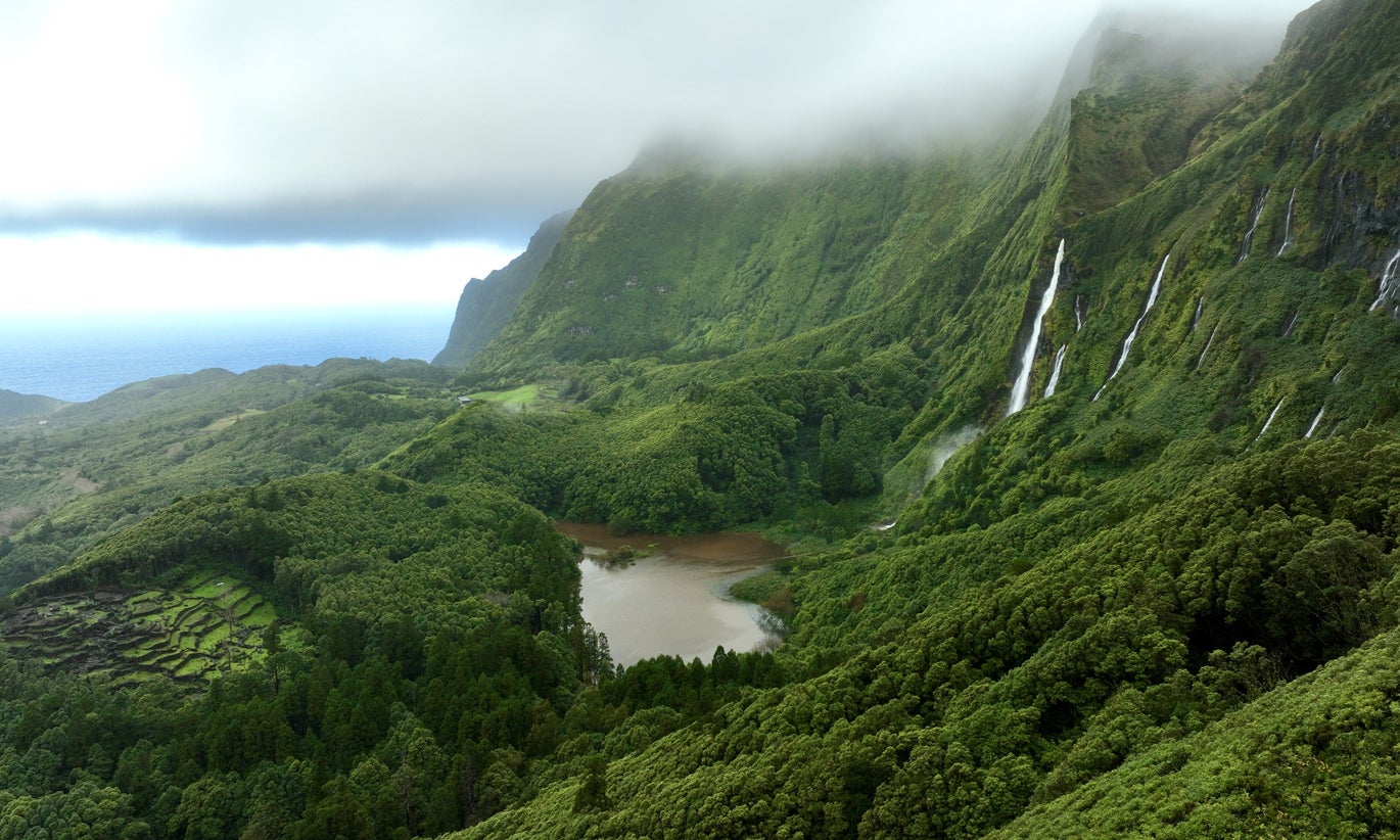 Florestas tropicais recuperam grande parte da biodiversidade em 30 anos diz estudo