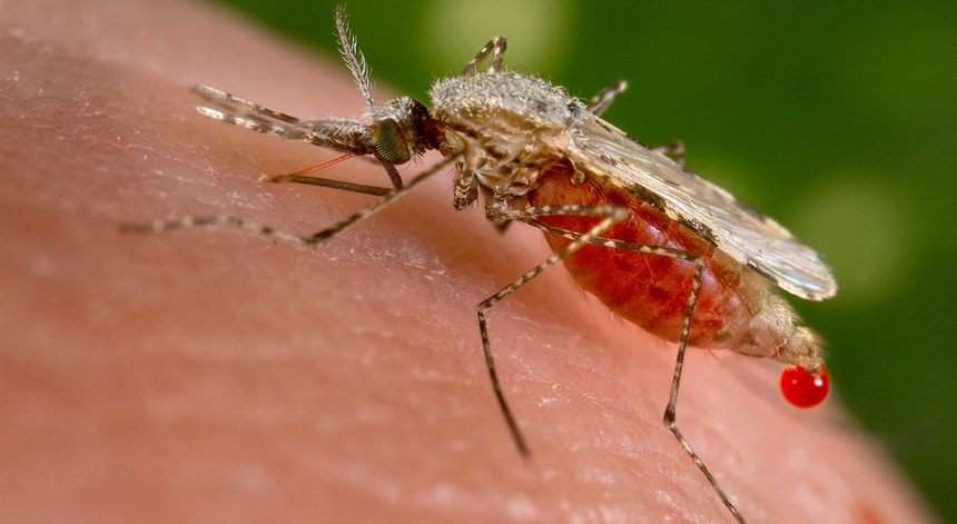 <i>Anopheles</i>, espécie de mosquito que transmite a Malária 
