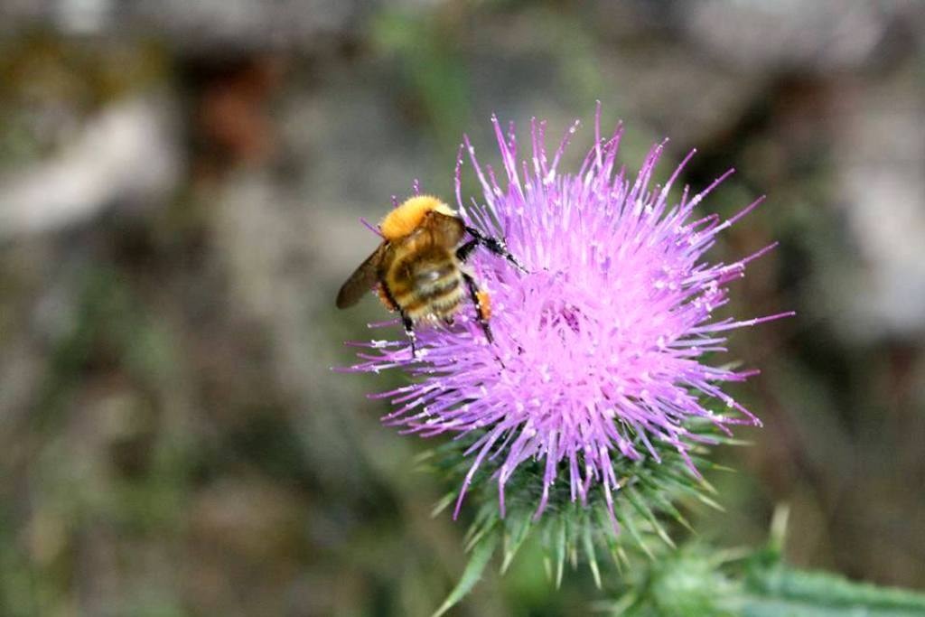  Enviada por Maria Louro - F&eacute;rias no campo 