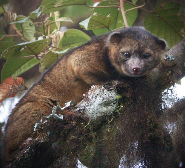 O Olinguito (Bassaricyon neblina) é o primeiro mamífero da ordem Carnívora descoberto no hemisfério norte em 35 anos
