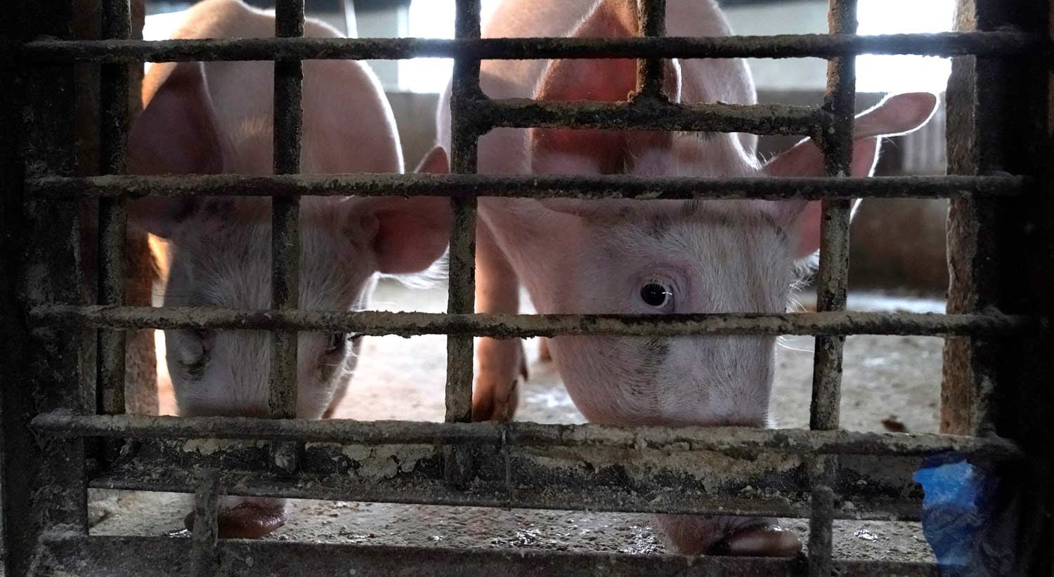 A culpa � nossa. Aumento de v�rus zoon�ticos relacionado com o impacto dos humanos na vida animal