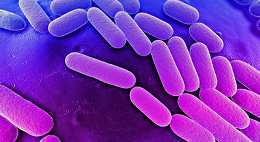 A bactéria Klebsiella Pneumoniae vista ao microscópio A bactéria Klebsiella Pneumoniae vista ao microscópio