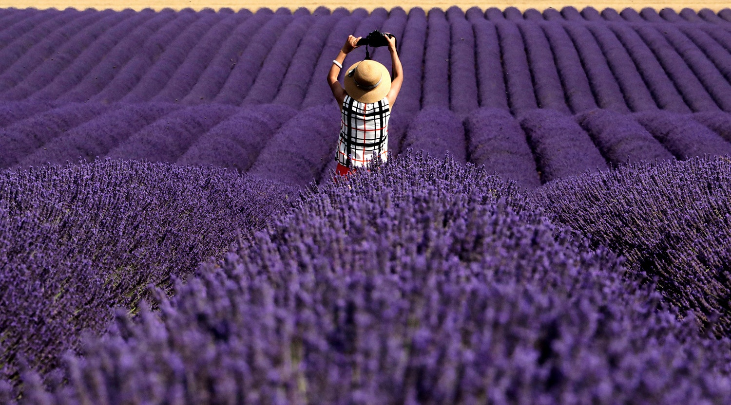  Campos de lavanda na China /Eric Gaillard - Reuters 