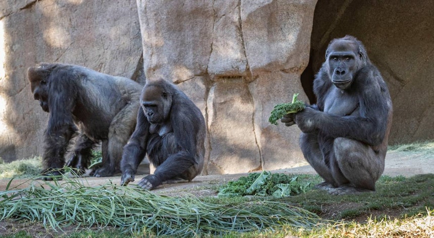 Os casos de infeção por Covid-19 nestes oito gorilas são os primeiros conhecidos entre estes primatas até ao momento
