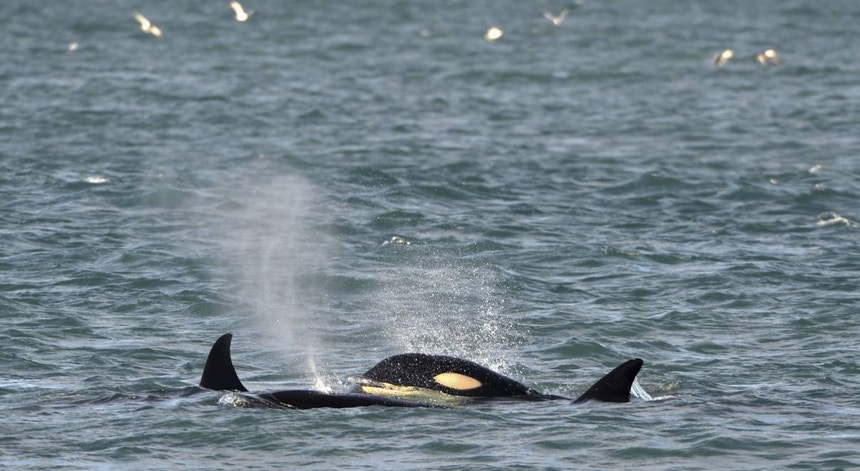Os biólogos marinhos identificaram três orcas presentes em 61 por cento dos incidentes
