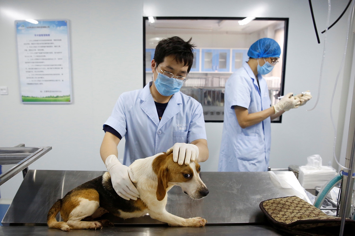  A equipa prepara uma cadela beagle que ser&aacute; a &quot;barriga de aluguer&quot; /Thomas Peter - Reuters 