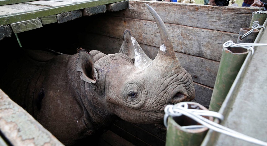 Restam menos de 5500 rinocerontes-negros no mundo
