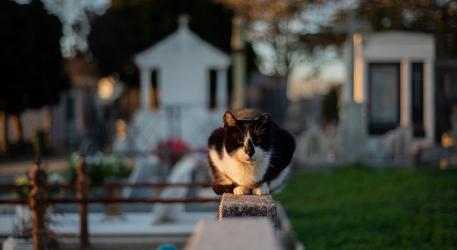  Foto: David Ara&uacute;jo - RTP  