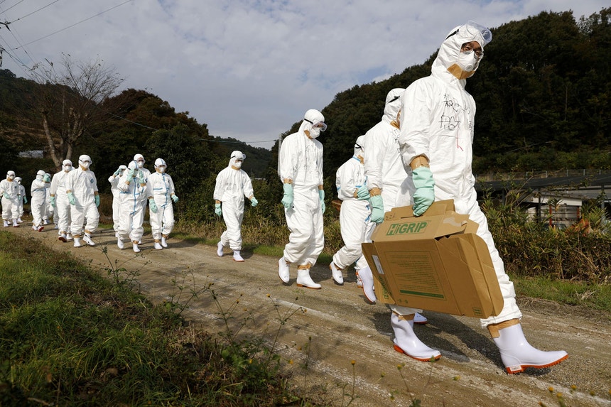 Um grupo de veterinários a caminho de um susto suspeito de gripe das aves numa criação de aves de capoeira em Higashikagawa, no oeste do Japão, em novembro de 2020
