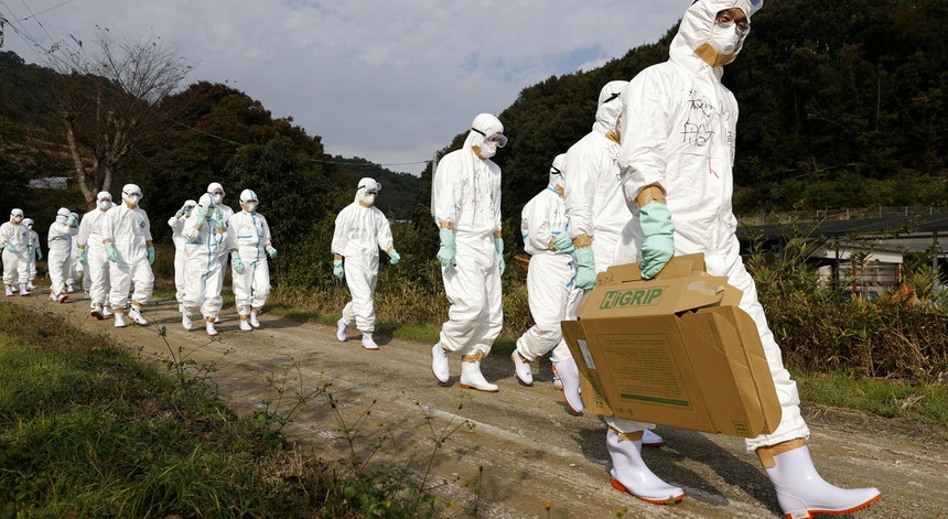 Um grupo de veterinários a caminho de um susto suspeito de gripe das aves numa criação de aves de capoeira em Higashikagawa, no oeste do Japão, em novembro de 2020
