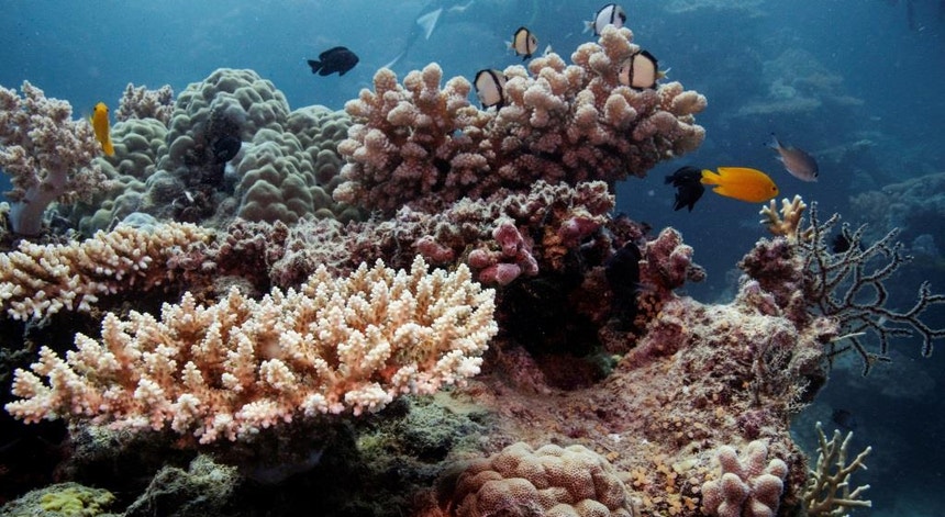 O aquecimento da temperatura das águas do mar, devido à subida de temperaturas, provocou alterações na cor do maior sistema de recifes de coral do mundo
