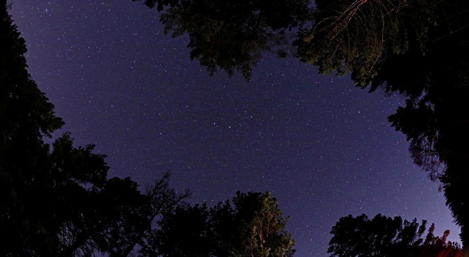  Taiga siberiana, na R&uacute;ssia a 5 de abril de 2019 /Ilya Naymushin - Reuters 