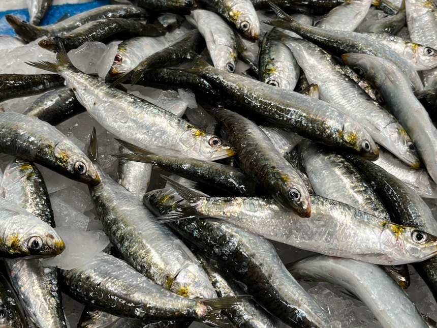 Imagem de Campanha da pesca da sardinha arrancou à meia-noite