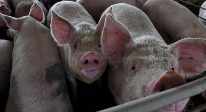 Porcos numa suinicultura em Kenyon, Minnesota, Estados Unidos

