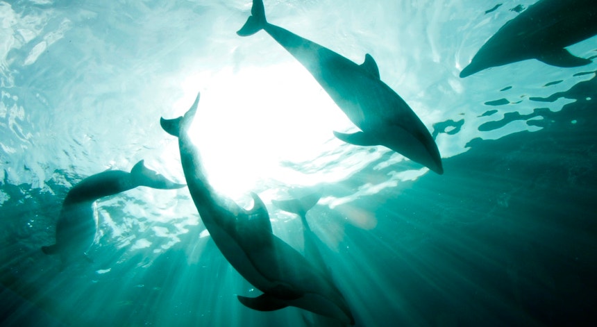 Estas espécies debatem-se atualmente com um inimigo comum: o ruído produzido no mar pelo Homem

