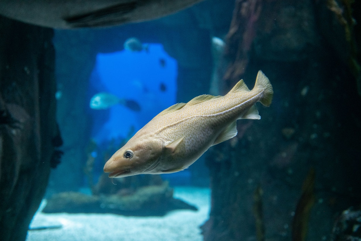  Bacalhau | Pedro Pina - Ocean&aacute;rio de Lisboa 