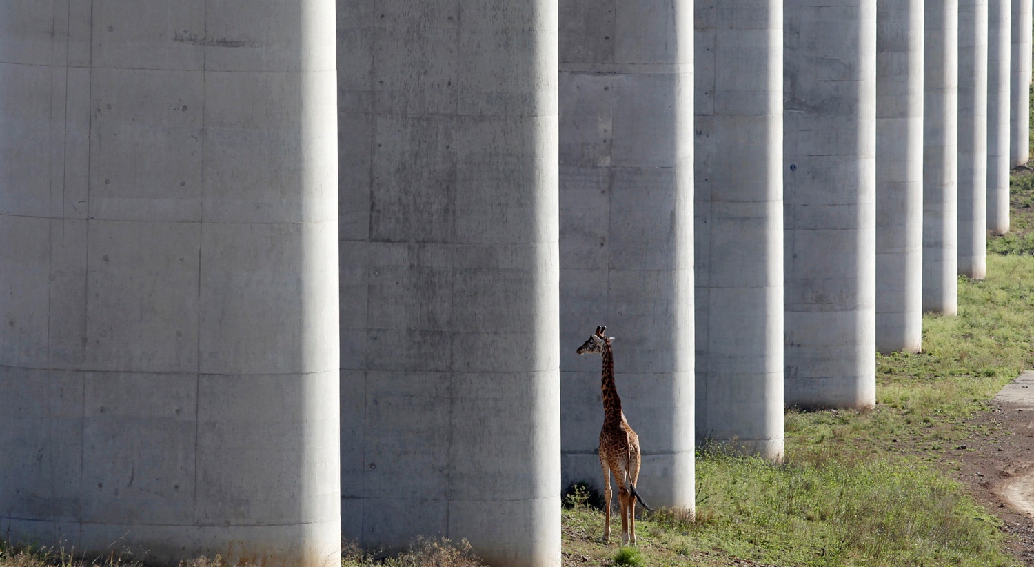  Uma girafa caminha perto da linha ferrovi&aacute;ria elevada que permite a circula&ccedil;&atilde;o de animais abaixo da linha, no parque nacional de Nairobi no Qu&eacute;nia. 16 de outrubro 2019 / Njeri Mwangi - Reuters 