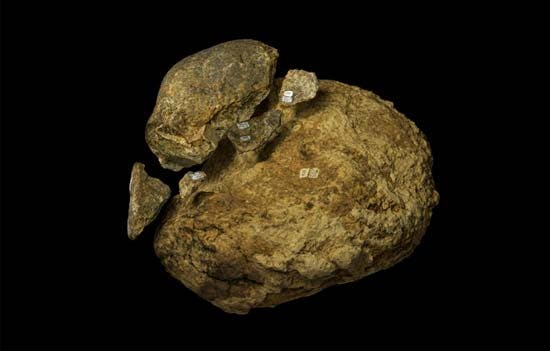 A pedra usada como martelo encontrada em San Diego e que aponta para a presença de Homens na América do Norte há 130 mil anos Foto: Universidade de Michigan