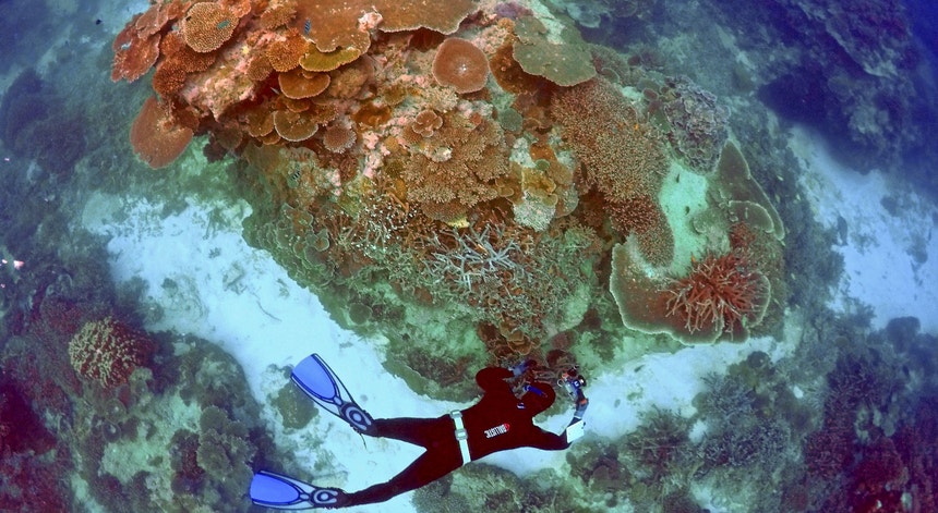 Grande Barreira de Coral encontra-se em risco
