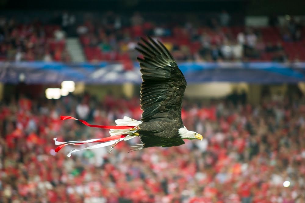 TAD anula castigo ao Benfica por confrontos no Dragão em 2025