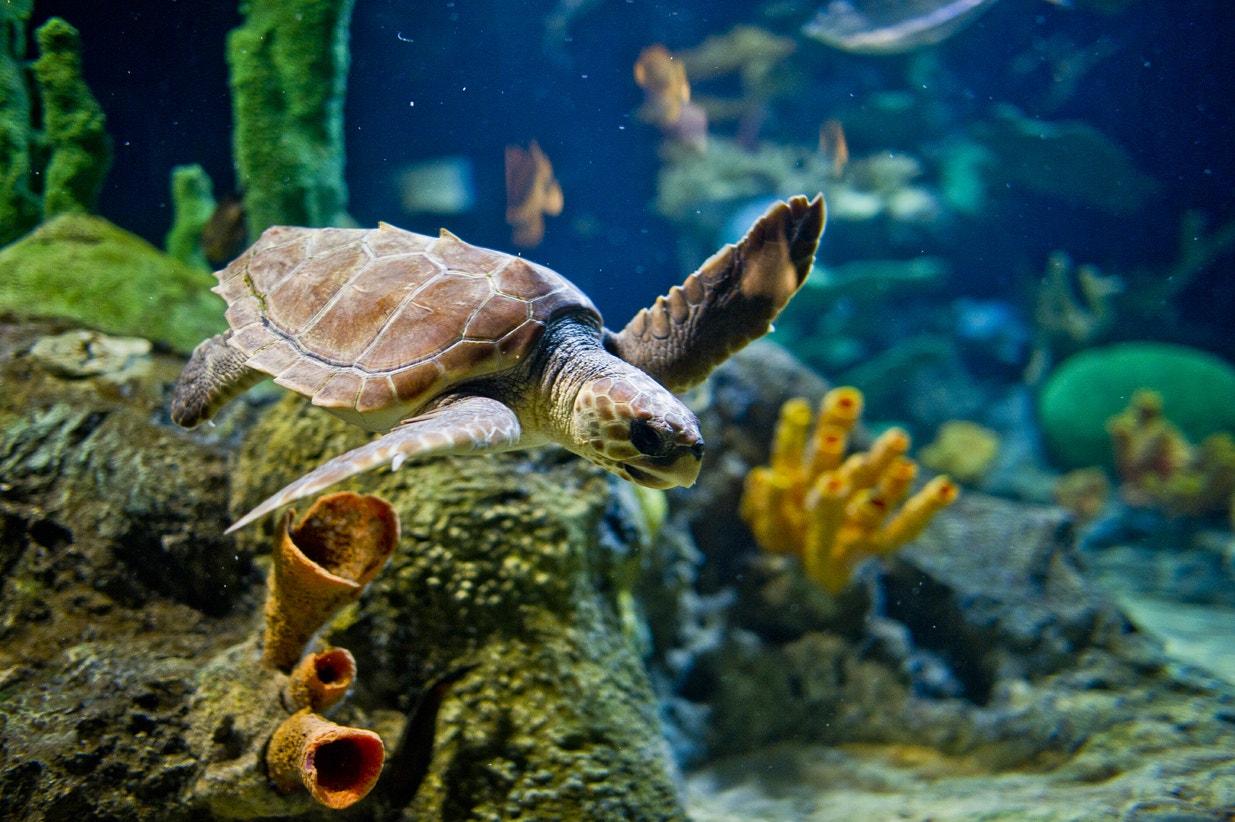 Aur&eacute;lia 2. Tartaruga marinha - A Viagem, 2011 | Ocean&aacute;rio de Lisboa 