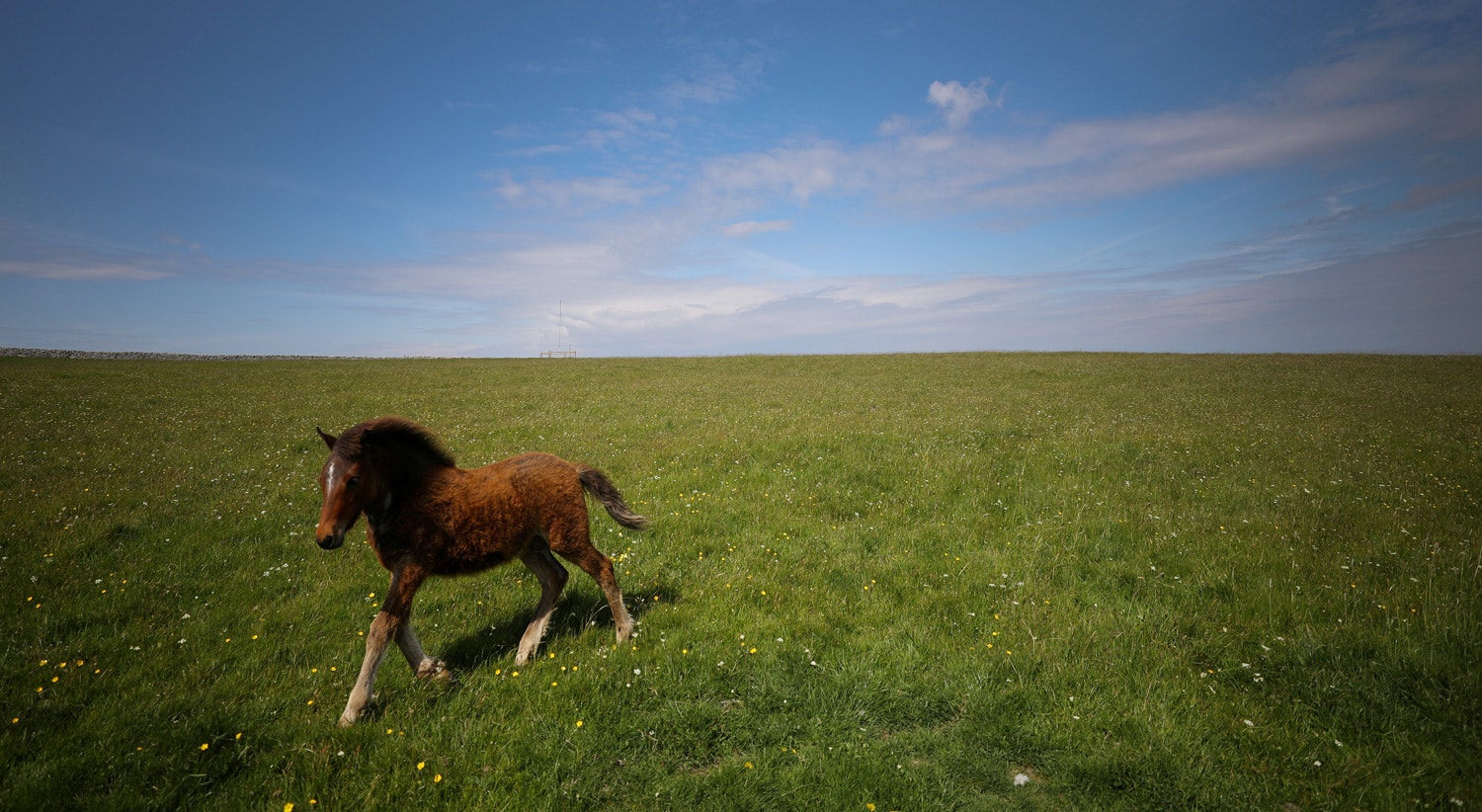  Na ilha Lundy no Reino Unido em maio de 2019 /Phil Noble - Reuters 