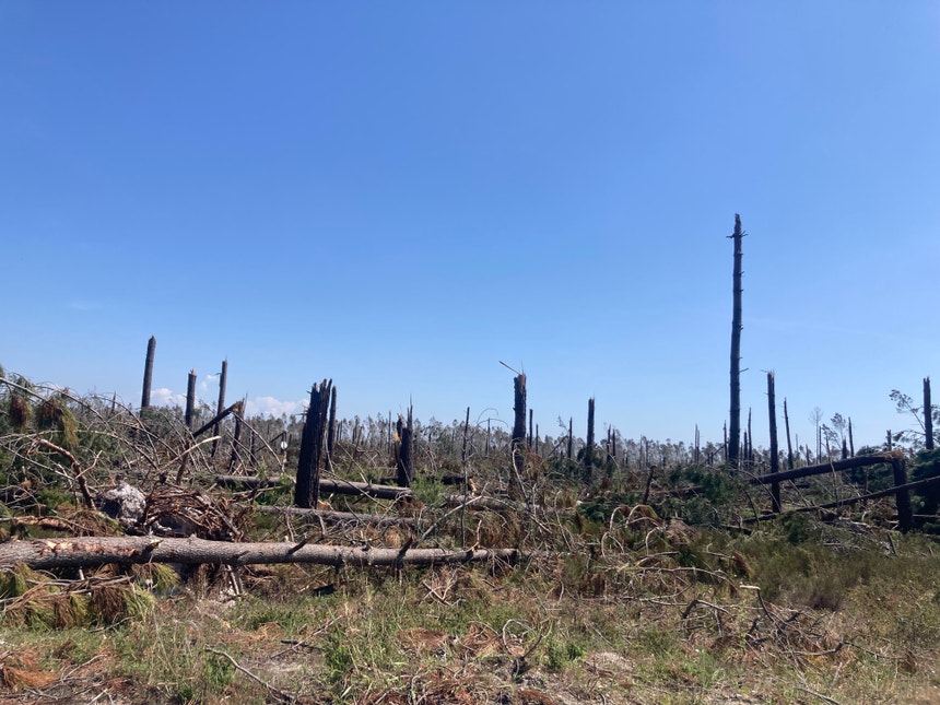 Imagem ilustrativa: Pinhais em Leiria por limpar. ICNF diz que zonas estão identificadas