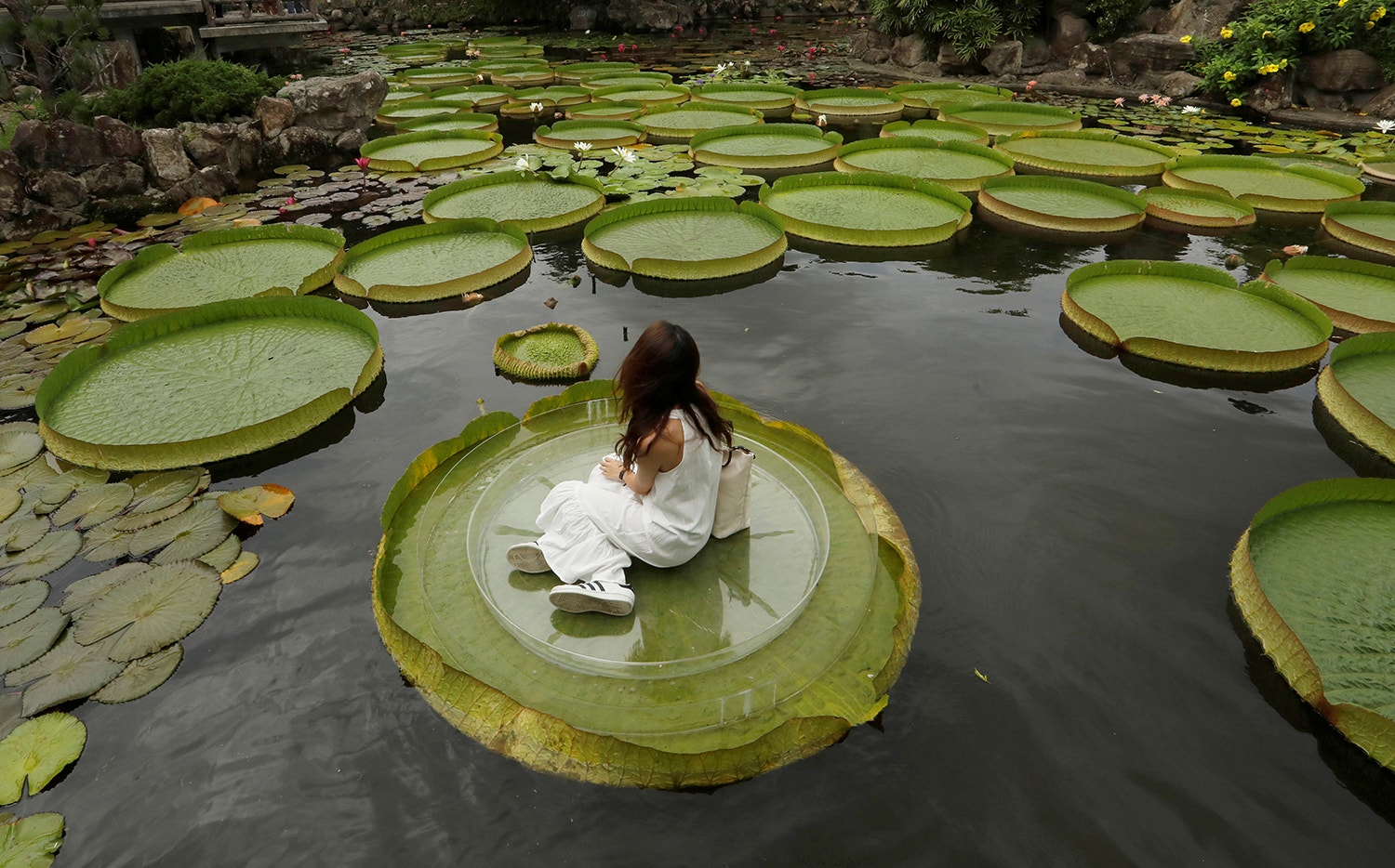  Nen&uacute;fares gigantes em Taiwan /Tyrone Siu - Reuters 