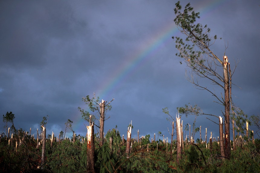 Imagem de Mata de Leiria. O que não ardeu em 2017 tombou em 2026