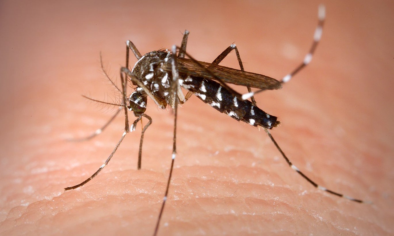 Detetado em Guimarães mosquito transmissor de Dengue e Zika