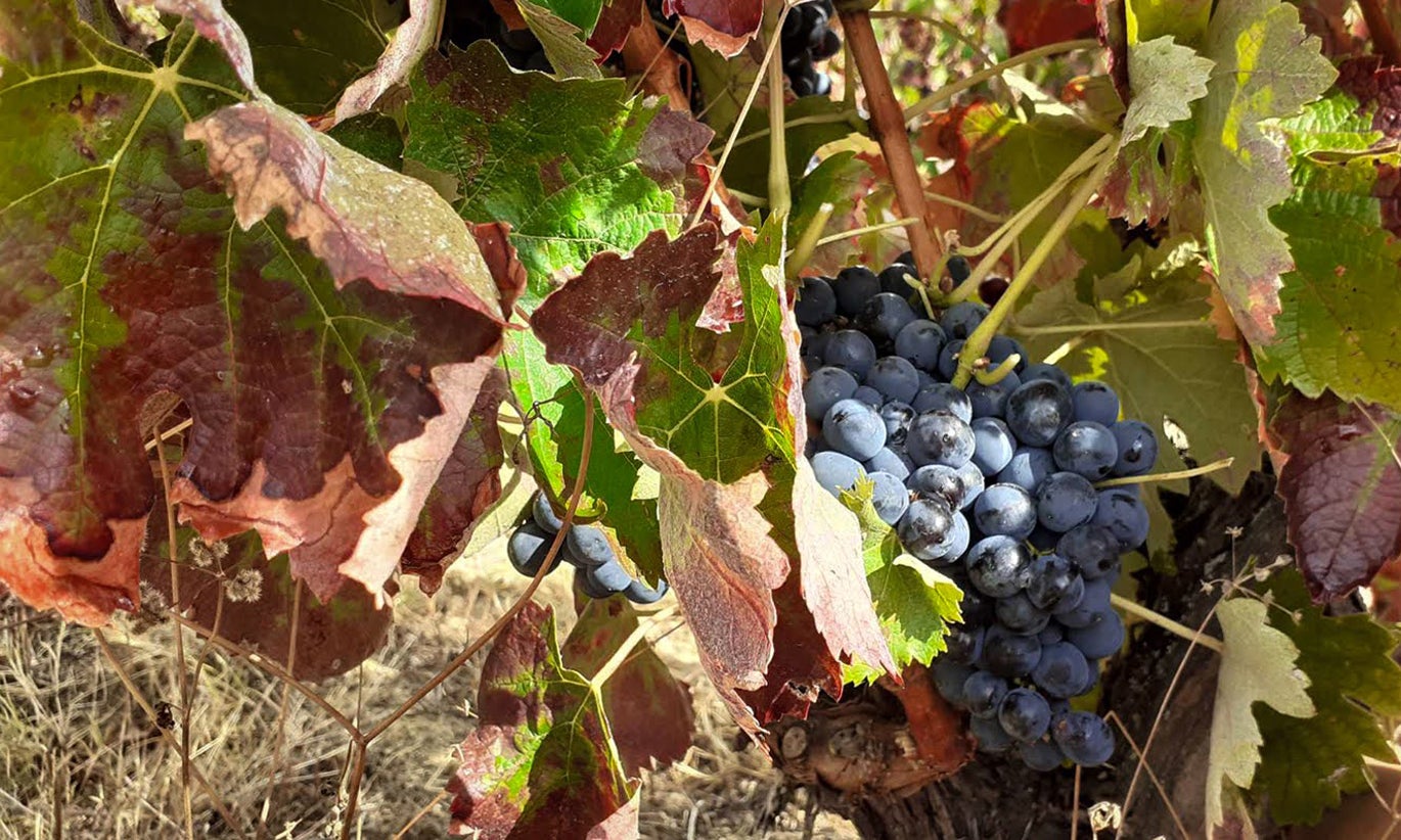 23 million fewer litres of wine placed on the market in 2025, IVV indicates