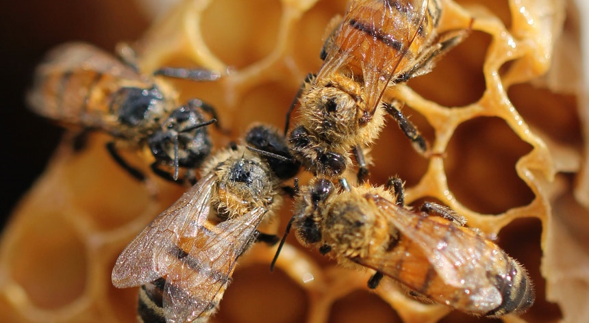 As abelhas estão mumificadas há quase 3000 anos no interior dos seus casulos |

