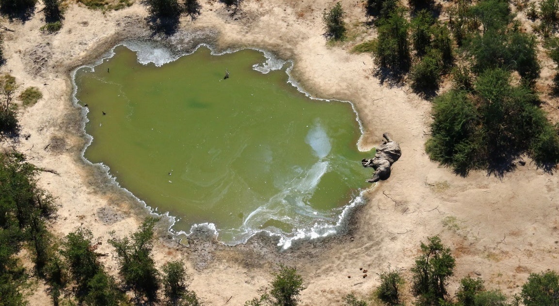  Botsuana, cerca de 350 elefantes foram encontrados mortos na &aacute;rea de Okavango Delta | EPA 