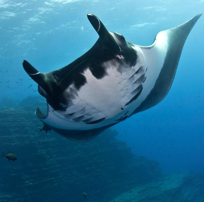 Manta gigante
