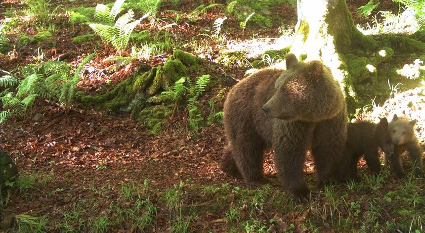 Urso pardo e duas crias nos Pirenéus
