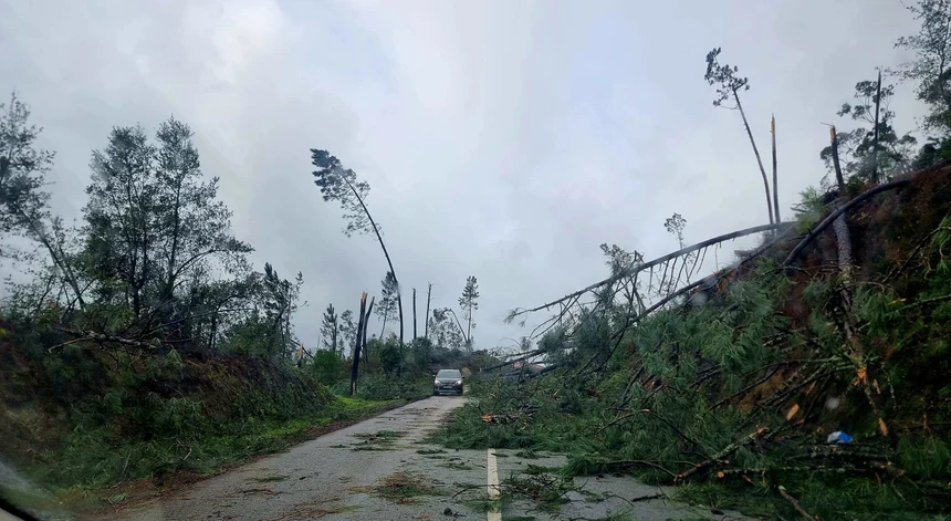Devastação da floresta na Marinha Grande pode trazer um verão mais complicado