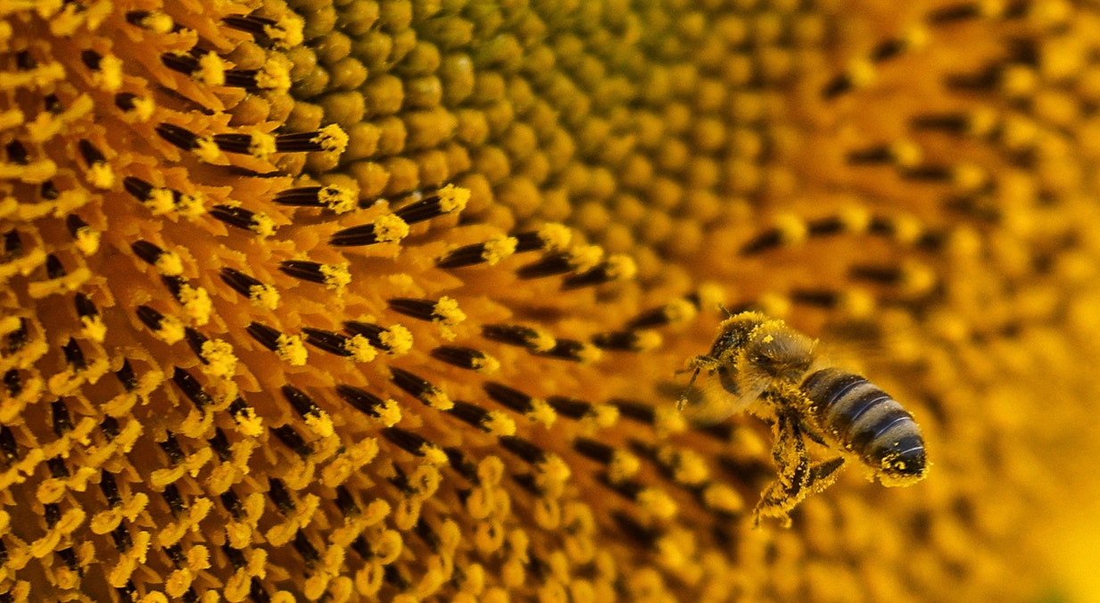  Ucr&acirc;nia, girassol e o pol&eacute;m recolhido pela abelha | Valentyn Ogirenko - Reuters 