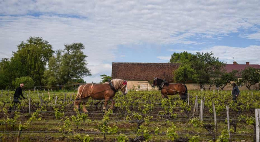 Os cavalos Bambi e Urbanie a lavrar as vinhas em L'Afllût, centro-norte de França

