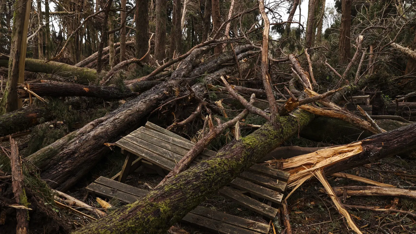 Pinhal Interior fears a difficult summer with fallen trees and blocked paths