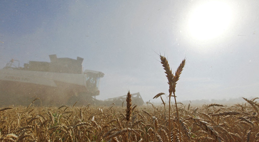 Colheita de trigo em Sredniy, na região de Stavropol, Rússia
