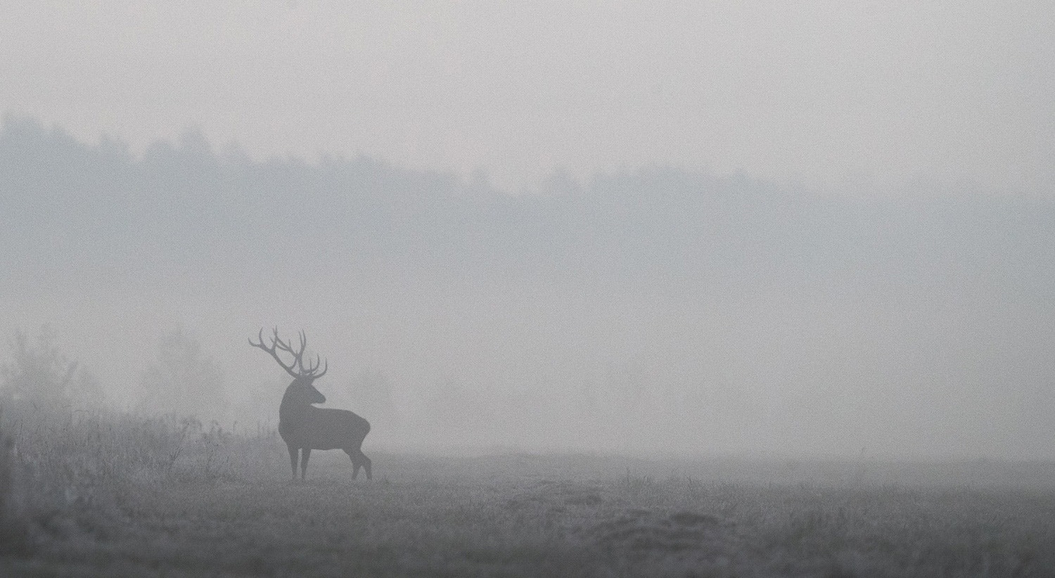  Reserva "Nalibokski" na Bielorr&uacute;ssia, 27 setembro de 2019 /Vasily Fedosenko - Reuters 