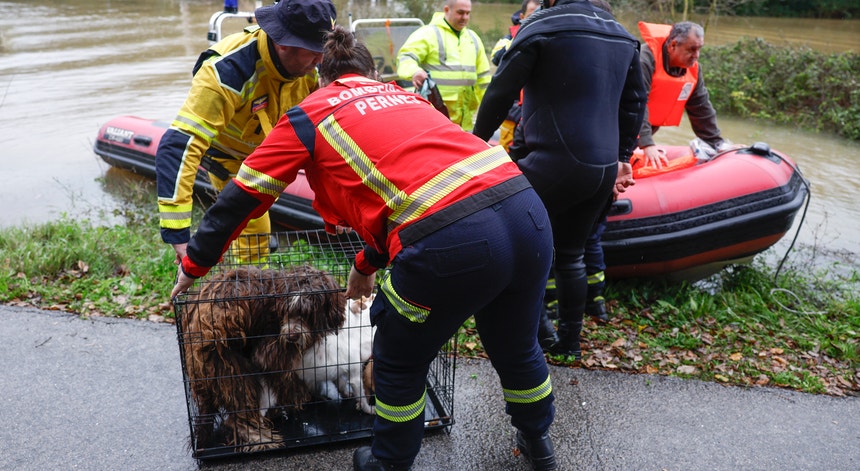 Imagem de Operações de resgate. Segurança de animais é preocupação