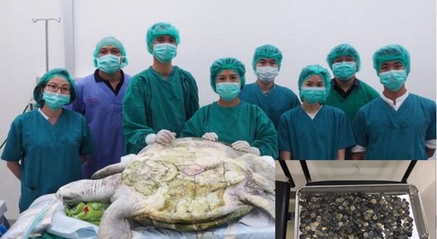 Resultado de imagem para tartaruga moeda tailandia