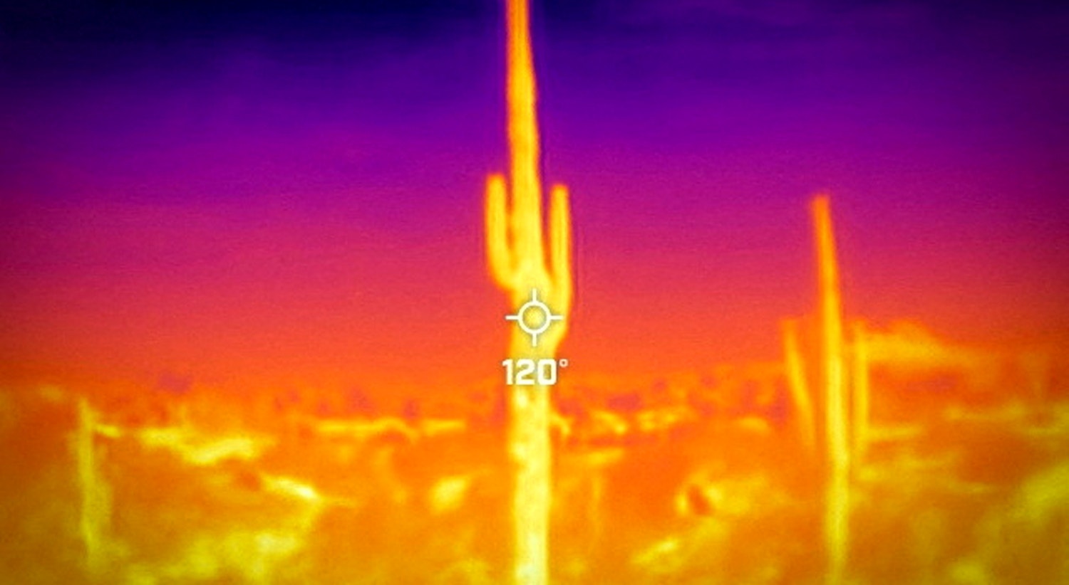  O cacto Saguaro resiste a onda de calor de 27 dias com temperaturas a rondar os 48 graus Celsius. Jardim Bot&acirc;nico do Deserto em Phoenix, Arizona, EUA, 26 de julho. A imagem &eacute; de uma c&acirc;mera Flir One ProThermal do Servi&ccedil;o Meteorol&oacute;gico Nacional | Carlos Barria - Reuters 