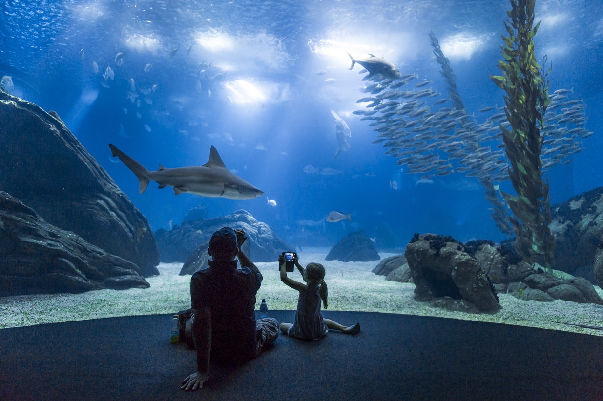  Aqu&aacute;rio central, 2016 | Pedro Pina - Ocean&aacute;rio de Lisboa  